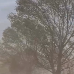 Pieton rănit de o creangă doborâtă de vânt