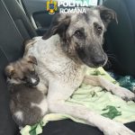 Ce amendă a primit un bărbat de 32 de ani după ce a abandonat o cățelușă cu 6 pui pe câmp, fără apă și fără mâncare