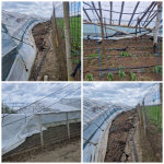 Solarele legumicultorilor au fost distruse de furtună! Prețurile legumelor și verdețurilor din piețele ieșene ar putea crește