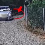 video/ Amendă de 12.000 de lei pentru un ieșean care a abandonat un cățel