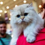 Zeci de feline, festivalul lavandei și atmosferă de Halloween, weekendul acesta, la Palas   
